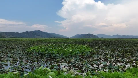 Low-altitude drone flight over lotus pond with mountain backdrop 動画素材 337404938