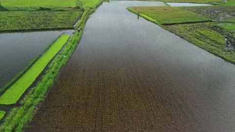 Low altitude drone flight over flooded rice paddies and young rice seedlings. Stock Footage 337512811