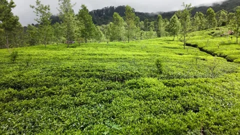 Low altitude drone flight over lush tea plantation in Bandarawela, Sri Lanka Stock Footage 338276962