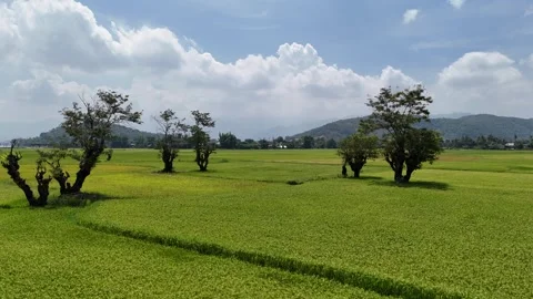 Low-altitude drone flight over rice fields in Lak, Dak Lak, Vietnam Vídeo Stock 339174349