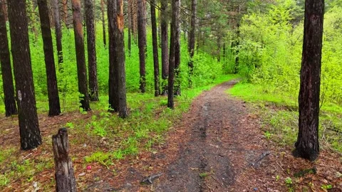 A low-altitude drone flight over a forest road surrounded by bushes Stock Footage 344553255