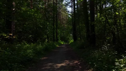 A low-altitude drone flight over a narrow path in a pine forest, Stock Footage 344828353
