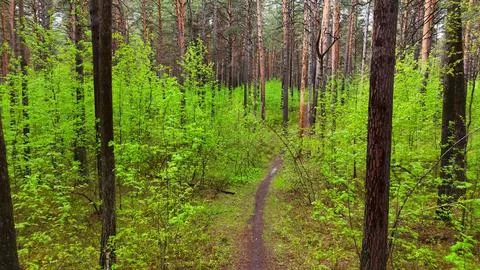 A low-altitude drone flight over a forest path surrounded by drooping bushe.. Stock Photos