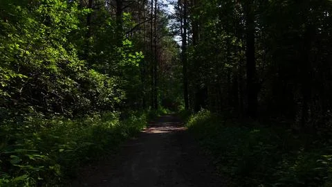A low-altitude drone flight over a narrow path in a dense pine forest, skir.. Stock Photos