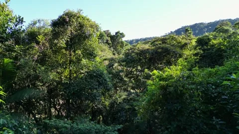 Low-Altitude Drone Flight Through Tropical Forest Understory – Ilhabela, Brazil Vídeos de archivo 334617730