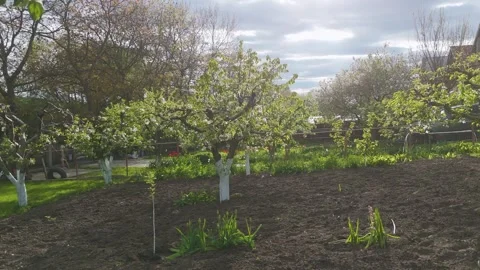 Low Altitude Drone Flight Through Fruit Orchard with Blooming Trees in Sprin Vídeos de archivo 335408565