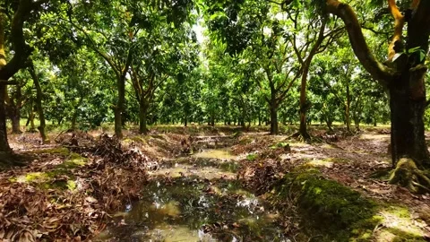 Low-altitude drone flythrough showing dry brown leaf litter beneath green Stock Footage 346809782