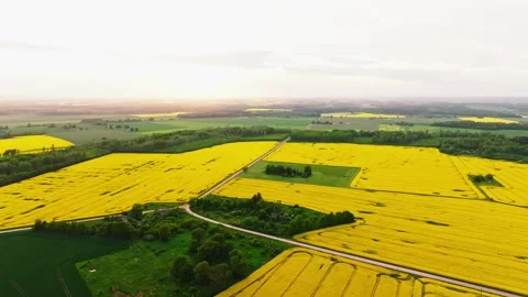 Low Altitude Drone Over Rapeseed Fields in Latvian Countryside Stock-Footage 330902819