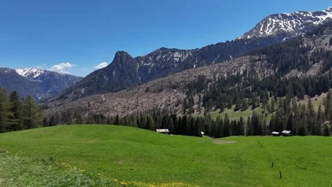 Low Altitude Drone Push Past a Tall Larch Tree Over Alpine Pasture in th Vídeo Stock 338158069