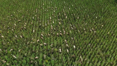 Low-altitude drone shot of ducks grazing in rice fields, Bali, Indonesia Stock Footage 324035557