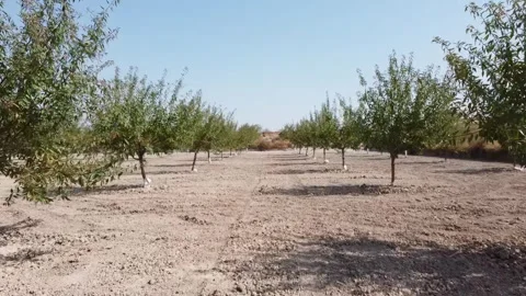 Low-Altitude Drone Shot with Forward Movement Over an Almond Plantation - 500 Video stock 312167505