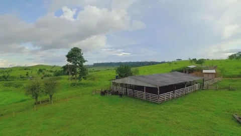 Low Altitude Drone Shot of Native Trees Silvopastoral System Stock Footage 335051970