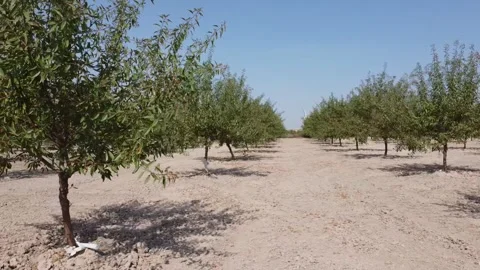 Low-Altitude Drone Shot  Over an Almond Plantation in Aragon - 501 Stock Footage 312167532