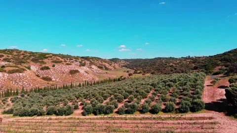 Low-Altitude Drone Shot Over Lush Green Forest Horizon Stock Footage 313659899