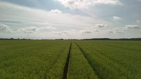 Low-altitude drone video of green crop field with tractor tracks in spring Stock Footage 317073045