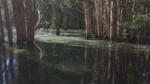Low Altitude Drone View of a Marsh Wetland at Human Eye Level Vídeos de archivo 327042166