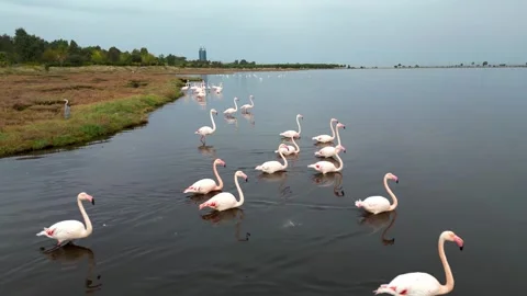 Low-Altitude Drone View of Pink Flamingos in a Wetland Stock Footage 318825470
