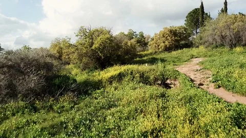 Low altitude flight of drone over a green hill during spring Stock Footage 88205503