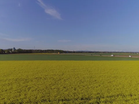 Low altitude flight over Field with flowering Canola flowers 스톡 동영상 75950074