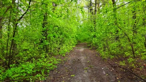 A low-altitude flight over a forest path, skirting bushes and tree Stock Footage 341452092