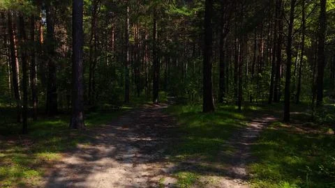 A low-altitude flight over a fork in a forest road in a dense pine forest o.. Stock Photos