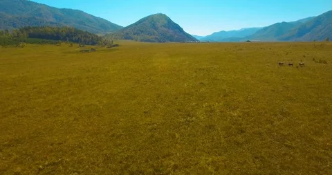 Low altitude flight over fresh fast mountain river with rocks at sunny summer Video stock 127352801