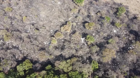 Low-altitude flight over partially burned forest Stock Footage 306498957