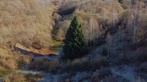 Low altitude flight with a single green tree in a bare forest in autumn. Stock Footage 121763366