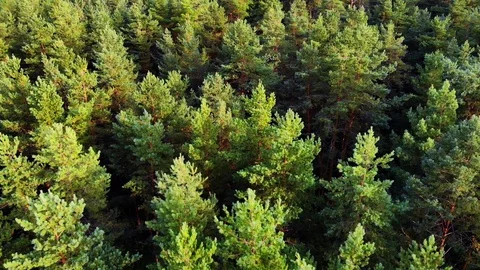Low altitude fly by over the tops of pine trees in a rural forest area Stock-Footage 99105563