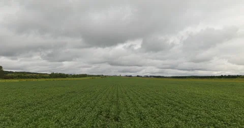 Low Altitude Forward Drone Flight Over Summer Field Under Cloudy Sky Video stock 327328047