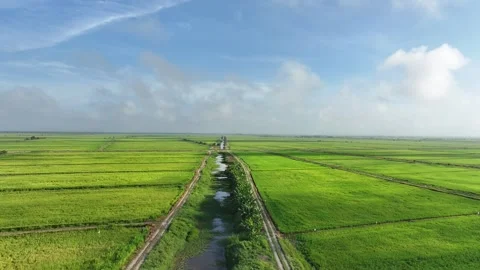 Low Altitude Forward Drone Flight Over Irrigation Canal and Rice Fields Stock Footage 328394580