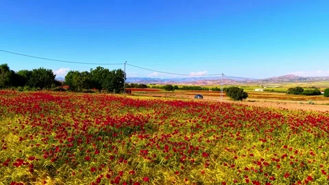 Low Altitude Forward Drone Flight Over Poppy Flower Field with Rural Power Lines Stock Footage 336816824