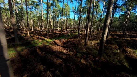 Low Altitude FPV Drone Proximity Flyby Trees Woburn UK Stock Footage 337440186