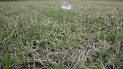 Low Altitude Grass Stock Footage 245256283