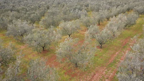 Low Altitude Pass Over Olive Rows Video stock 331715431