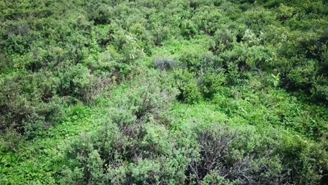 Low altitude top-down aerial view of green grass lawn, realistic. Scene. Stock-Footage 140757306