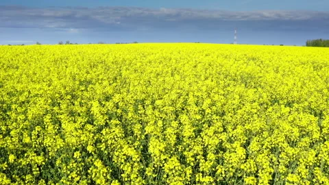 Low and fast drone flight over a wide blooming rape field on a sunny day. Stock Footage 275856359