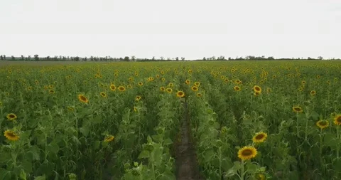 Low and fast flight over a large field of yellow sunflower Stock-Footage 135634911