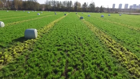 Low and fast flight over a green field with mowed grass rolled into rolls Stock Footage 140462569