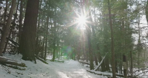 Low and Slow Float through the Winter Forest. Stock Footage 231536599