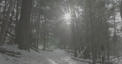 Low and slow float through the Winter Forest Stock Footage 231541536
