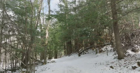 Low and slow float through the Winter Forest part 2 Stock Footage 232160907