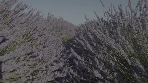 Low ange shot walking through a lavender field 動画素材 139295944