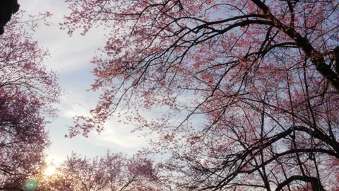 Low angel of cherry blossom tree with sunlight in a spring morning Stock Footage 148365698