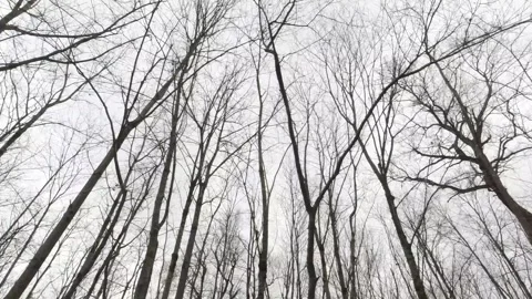 Low angel tracking shot through tall bare trees in winter forest Stock Footage 318687098