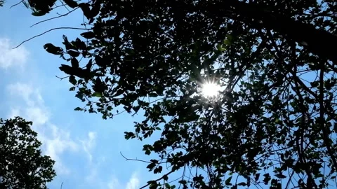 Low angel view, Nature background the blowing on green leaves with sun flare Stock Footage 232287875