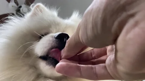 Low angel view slow motion male hand feeding white puppy pomeranian dog Stock Footage 281640268