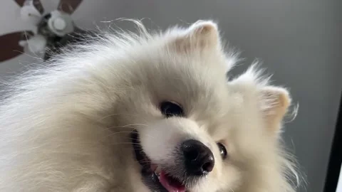 Low angel view slow motion white puppy pomeranian dog face looking down Stock Footage 281640445