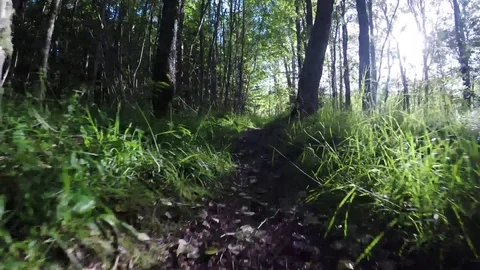 Low angel walking in the forrest Stock Footage
