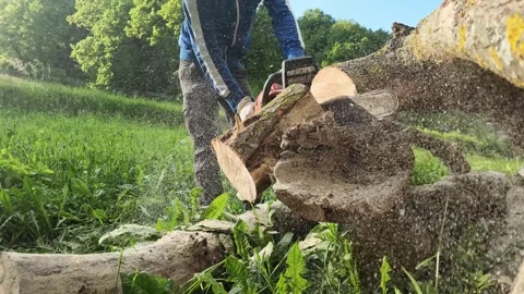 Low angle 240fps slow motion of chainsaw cutting wood log breaking and falling Stock Footage 335309068